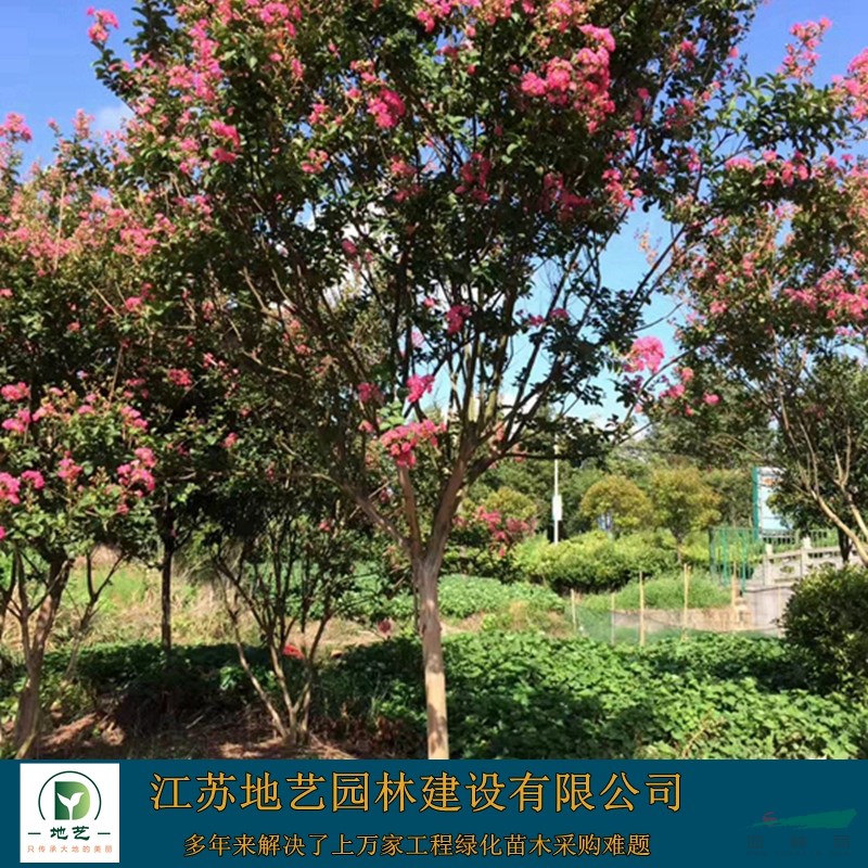 供應(yīng)紅花紫薇產(chǎn)地 江蘇地藝園林苗圃基地 江蘇紅花紫薇價(jià)格