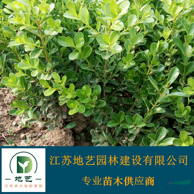 江蘇小葉黃楊價格 江蘇瓜子黃楊價格 江蘇地藝園林苗圃 