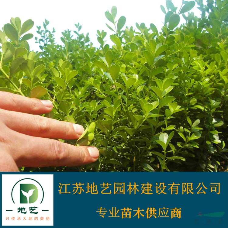 江蘇小葉黃楊價格 江蘇瓜子黃楊價格 江蘇地藝園林苗圃 