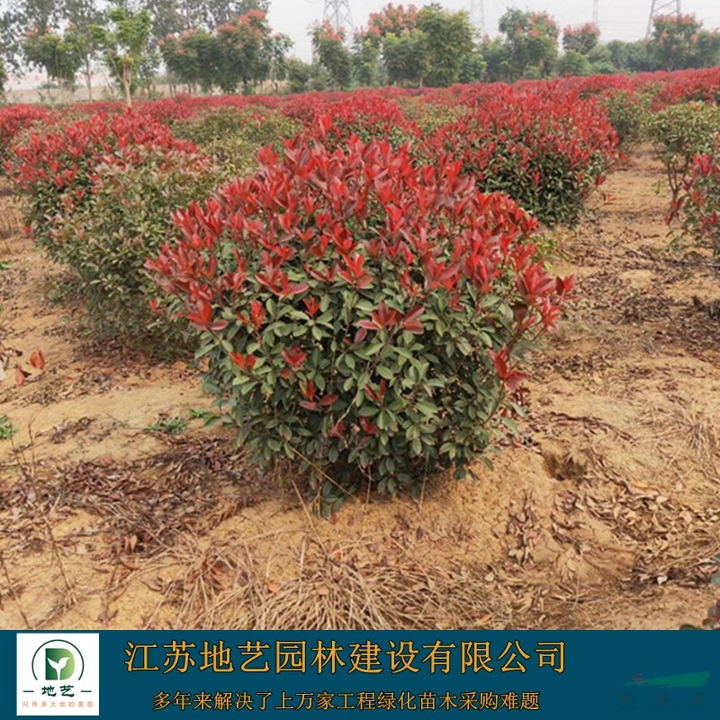 地藝苗圃大量供應(yīng)紅葉石楠球 紅葉石楠球基地 紅葉石楠球價(jià)格