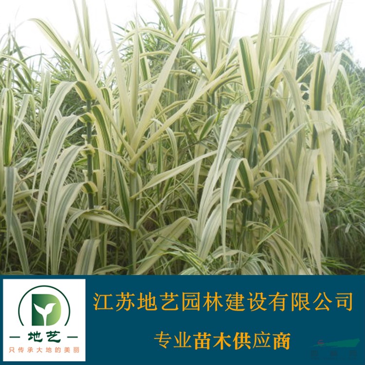 供應花葉蘆竹產地 江蘇地藝園林苗圃基地 江蘇花葉蘆竹價格