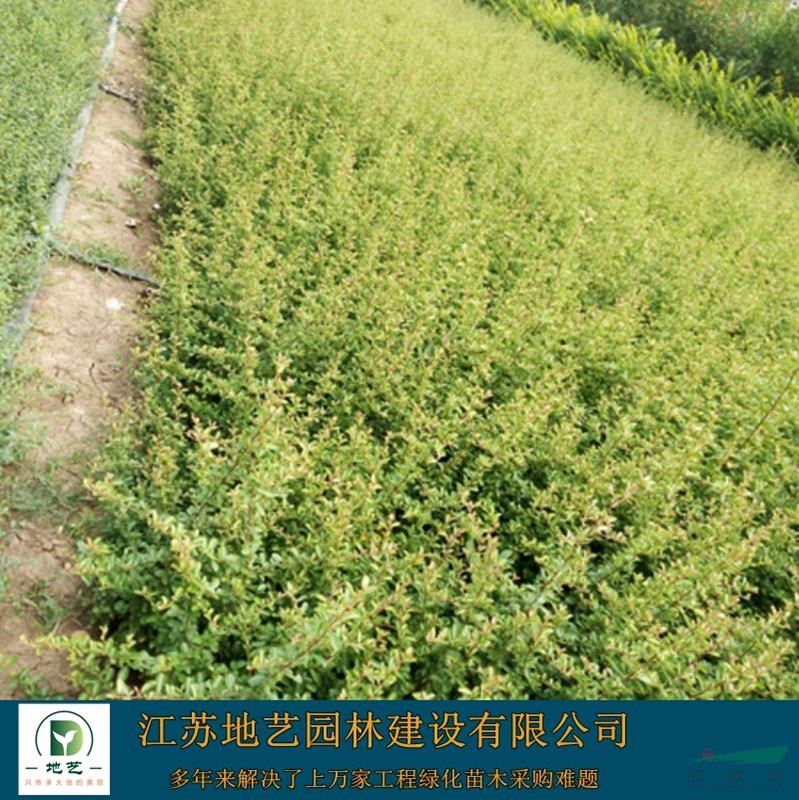 基地直銷火棘 火棘照片 江蘇火棘價格