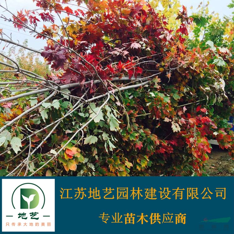 美國紅楓產地 江蘇地藝園林苗圃基地 江蘇美國紅楓價格