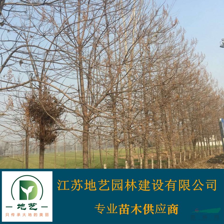 基地直銷泡桐樹 泡桐樹照片 江蘇泡桐樹價格 江蘇泡桐價格