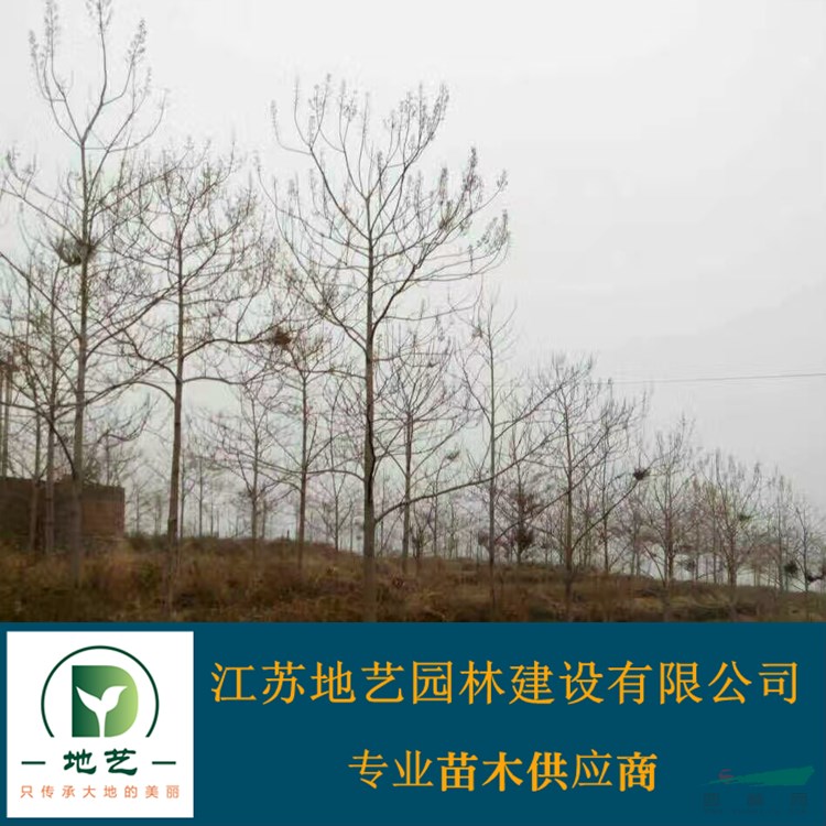 基地直銷泡桐樹 泡桐樹照片 江蘇泡桐樹價格 江蘇泡桐價格