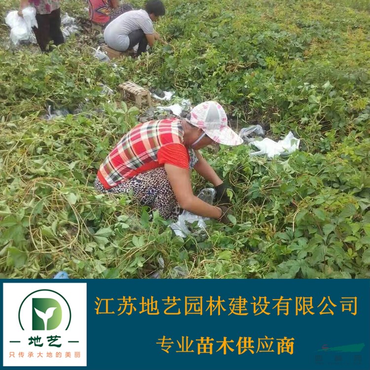 江蘇爬山虎價格  江蘇地藝園林苗圃基地 江蘇五葉地錦價格