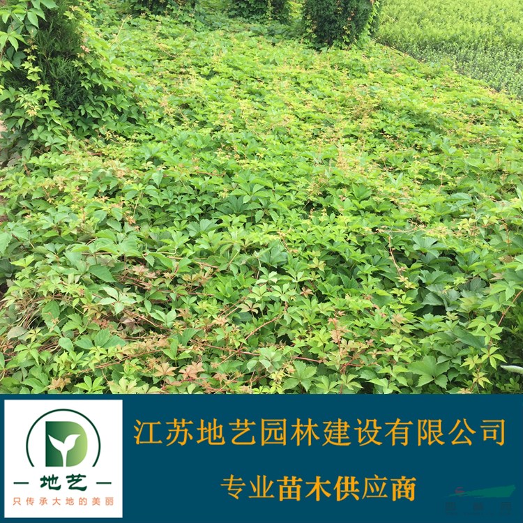 江蘇爬山虎價格  江蘇地藝園林苗圃基地 江蘇五葉地錦價格