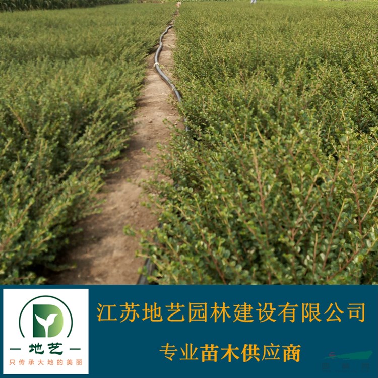 地藝苗圃大量供應平枝荀子價格 平枝荀子基地 平枝荀子圖片