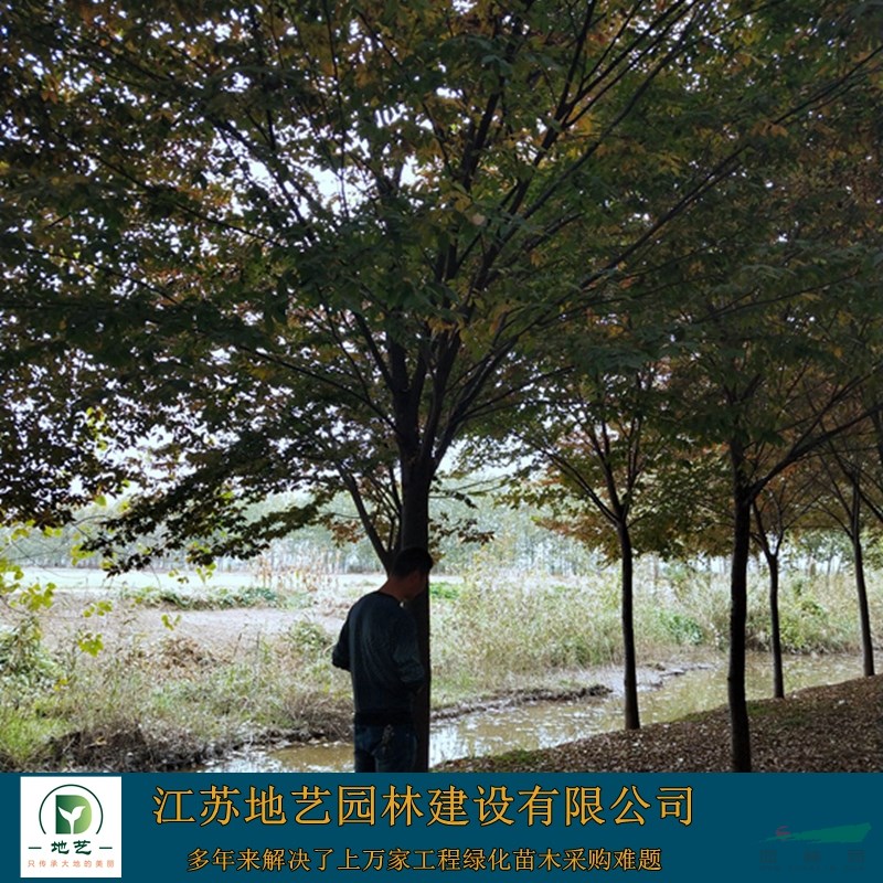 供應(yīng)櫸樹產(chǎn)地 江蘇地藝園林苗圃基地 江蘇櫸樹價格 江蘇紅櫸