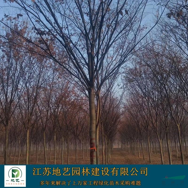 供應(yīng)櫸樹產(chǎn)地 江蘇地藝園林苗圃基地 江蘇櫸樹價格 江蘇紅櫸