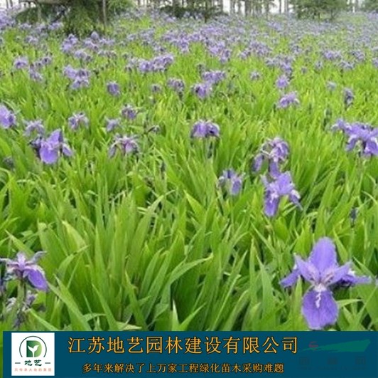 基地直銷(xiāo)蝴蝶蘭 鳶尾照片 江蘇蝴蝶蘭產(chǎn)地 江蘇鳶尾價(jià)格