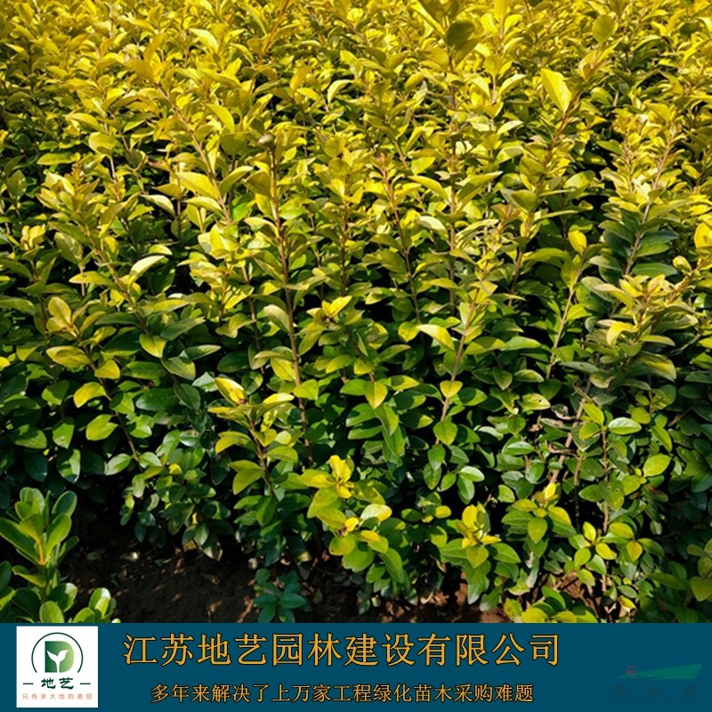 地藝苗圃大量供應(yīng)金葉女貞 金葉女貞基地 金葉女貞價格