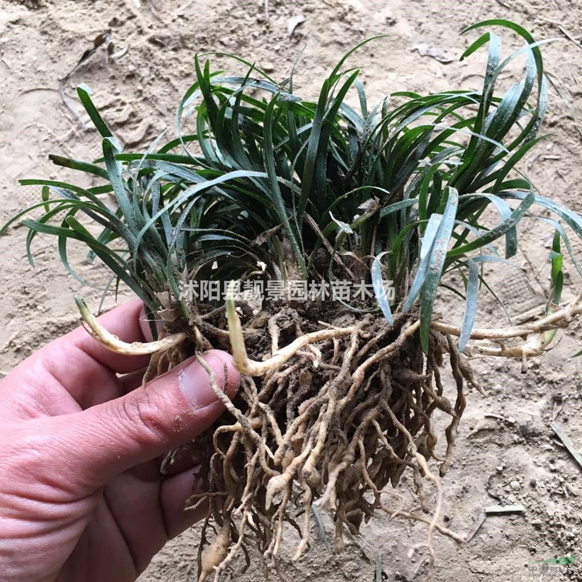 沭阳日本矮麦冬草新价格/矮麦冬草无需修剪/日本矮麦冬苗圃批发