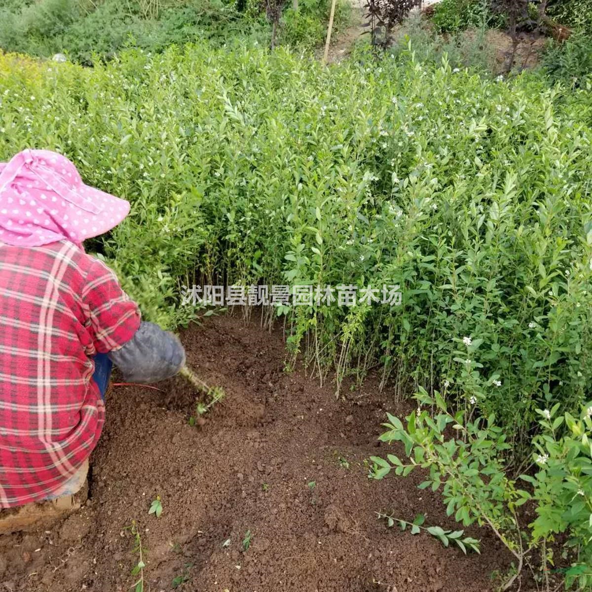 沭阳水蜡苗新价格/水蜡20-80公分高/水蜡苗圃批发