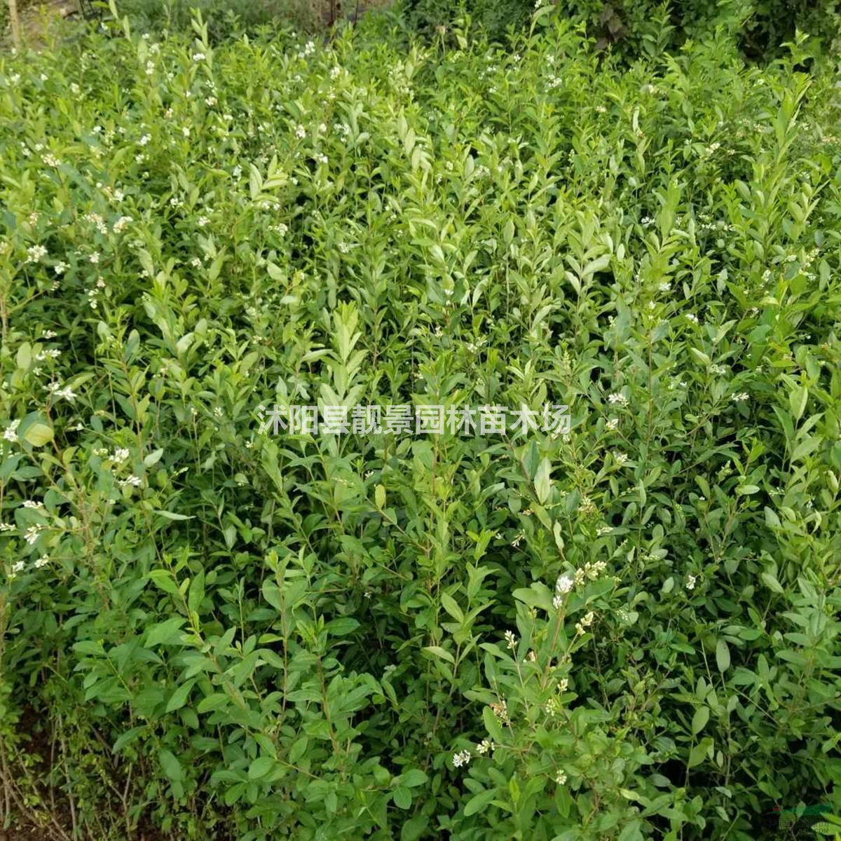 沭阳水蜡苗新价格/水蜡20-80公分高/水蜡苗圃批发