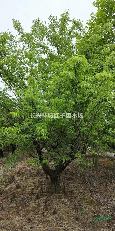 浙江梅子树
