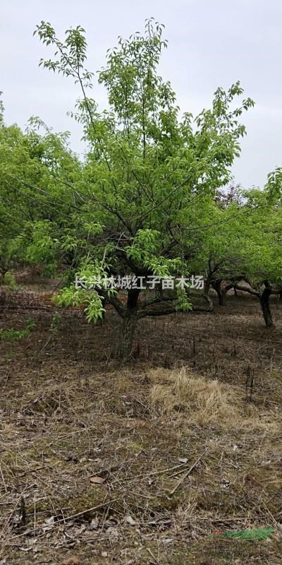 浙江梅子树