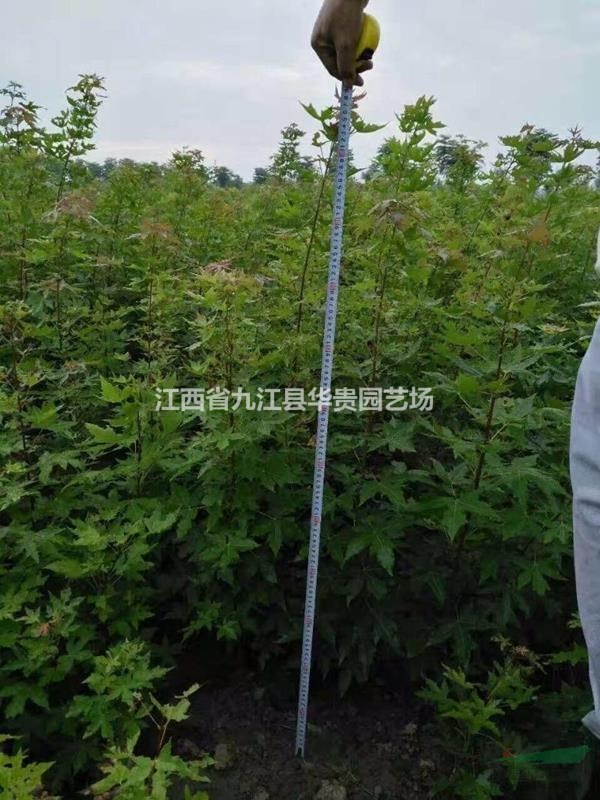 專供一年生黃連木小苗，1公分黃連木小苗，一米黃連木小苗批發(fā)