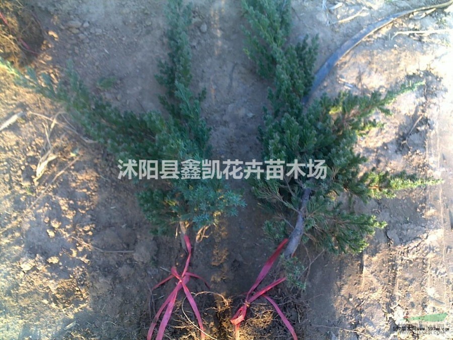 供應(yīng)30-35-40-50-60公分鋪地柏產(chǎn)地價(jià)格
