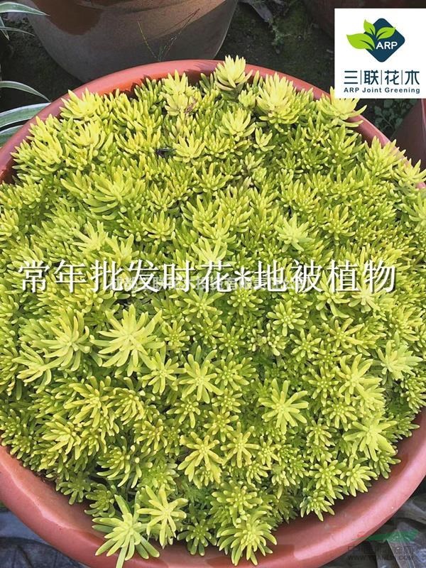 佛甲草 成都 大量出售 價(jià)廉物美
