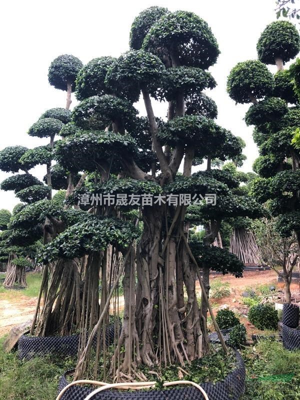 福建漳州胸徑20-150公分造型榕樹樁景