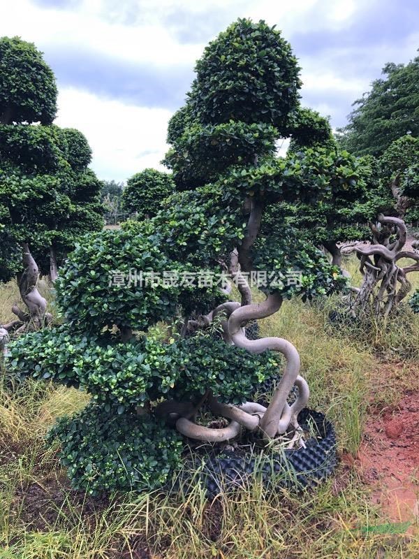 一樹成林，氣生根小葉榕造型樁景高度1-8米