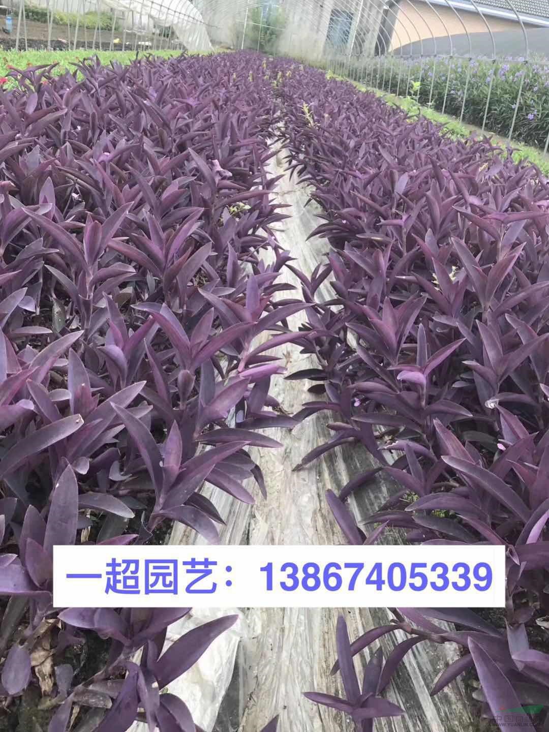 浙江紫葉鴨趾草基地 優質紫葉鴨跖草批發 鴨跖草基地