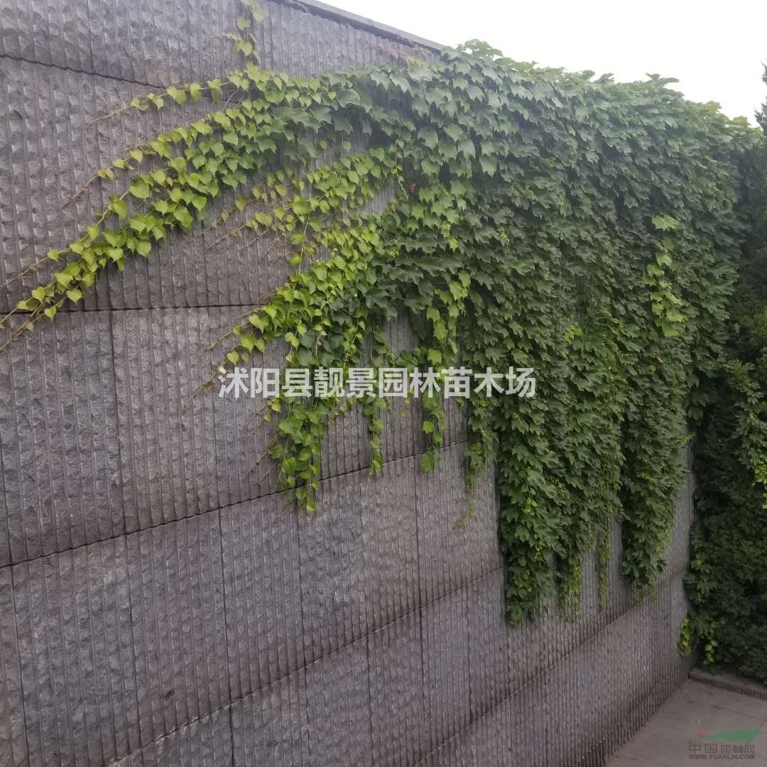 爬山虎种植基地,爬山虎攀岩爬藤植物,爬山虎1米长快递发货
