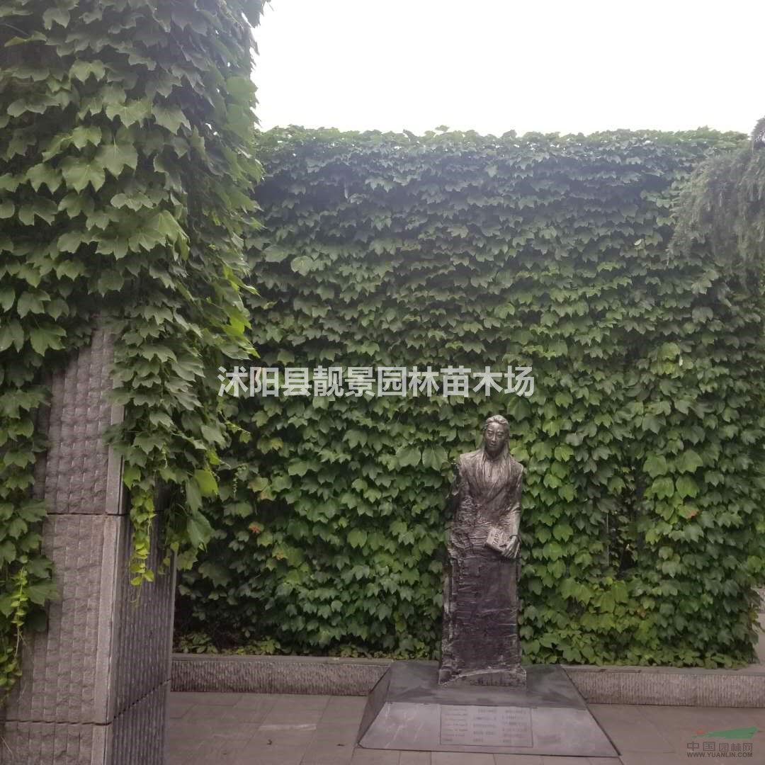 爬山虎种植基地,爬山虎攀岩爬藤植物,爬山虎1米长快递发货