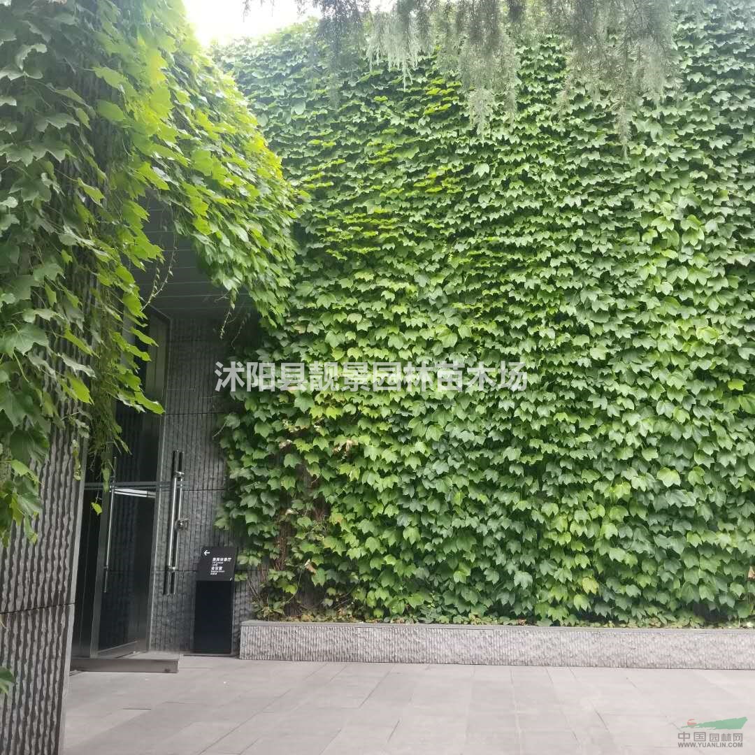 爬山虎种植基地,爬山虎攀岩爬藤植物,爬山虎1米长快递发货
