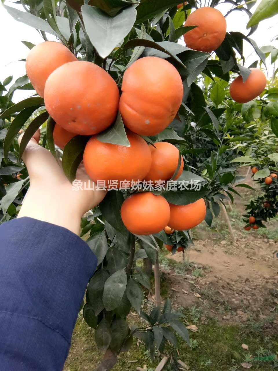 091沃柑，耐貯藏，抗寒性強(qiáng)，早熟雜柑品種
