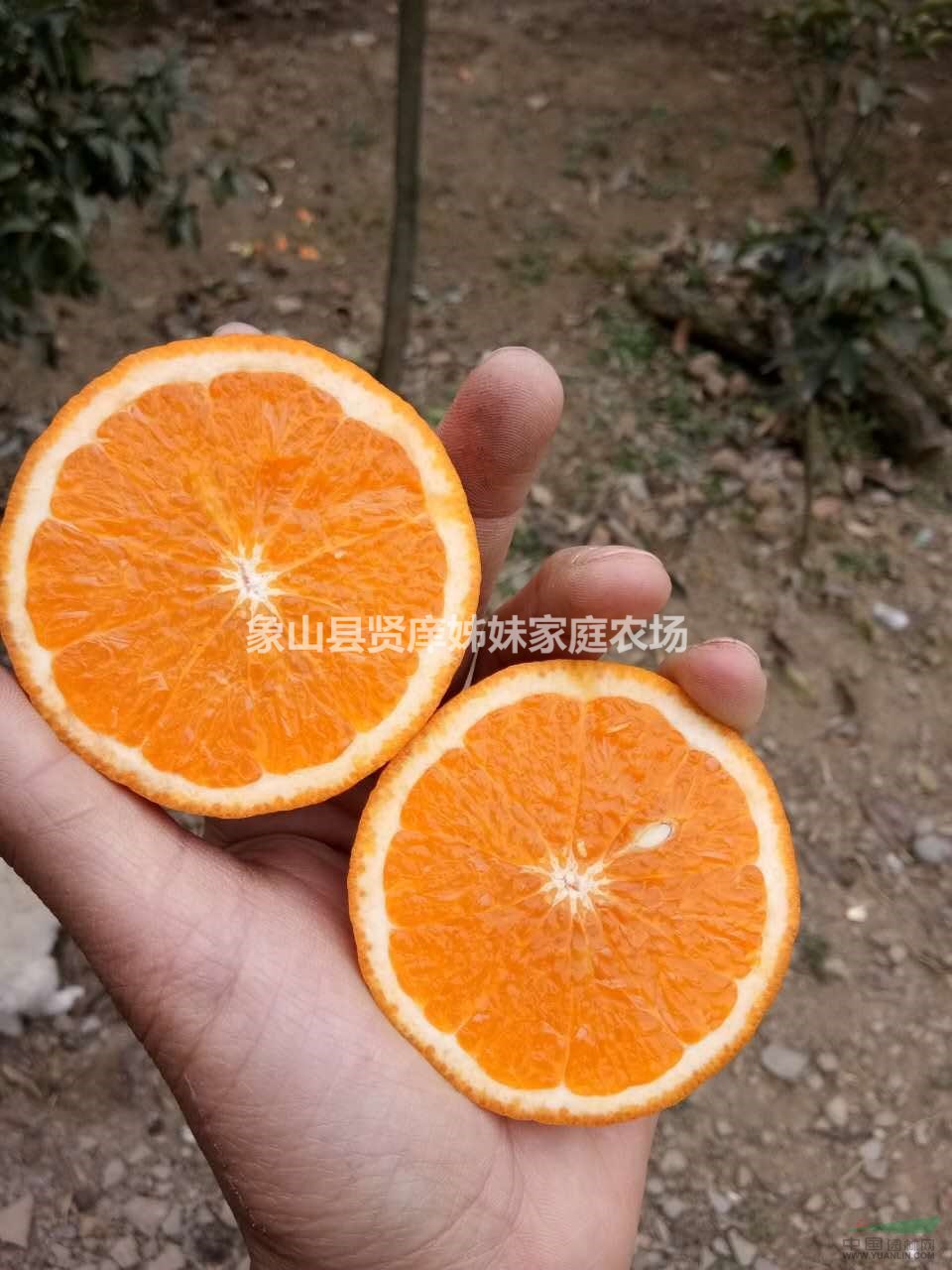091沃柑，耐貯藏，抗寒性強(qiáng)，早熟雜柑品種