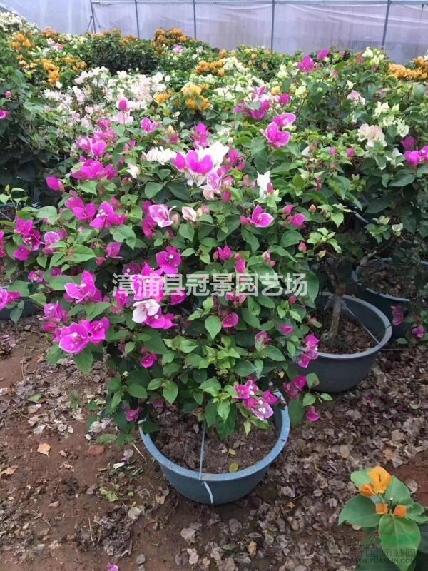 寶巾花 勒杜鵑 葉子花 紙花三角梅