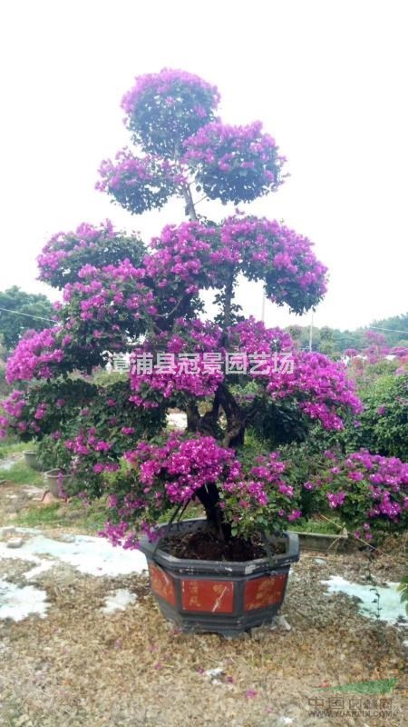 寶巾花 勒杜鵑 葉子花 紙花三角梅