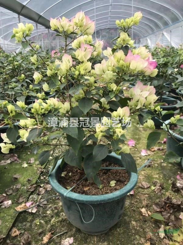 櫻花三角梅