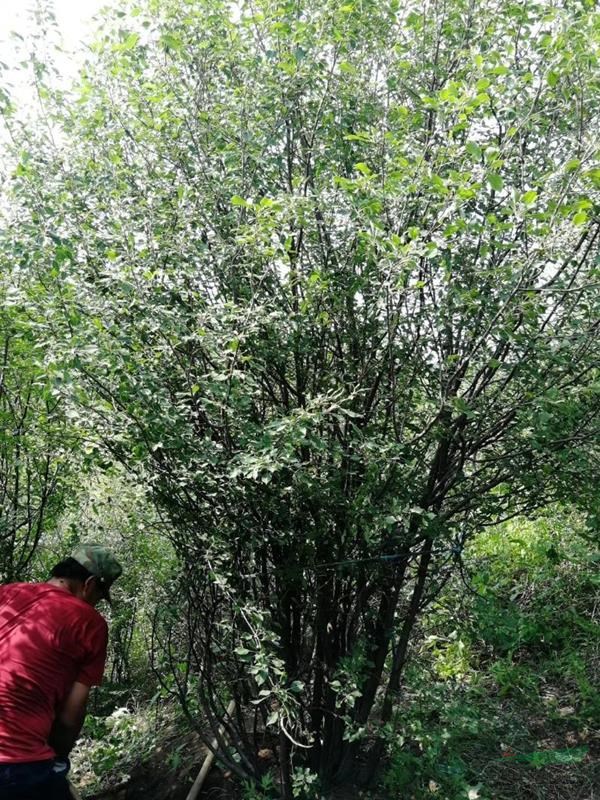 叢生山丁子基地