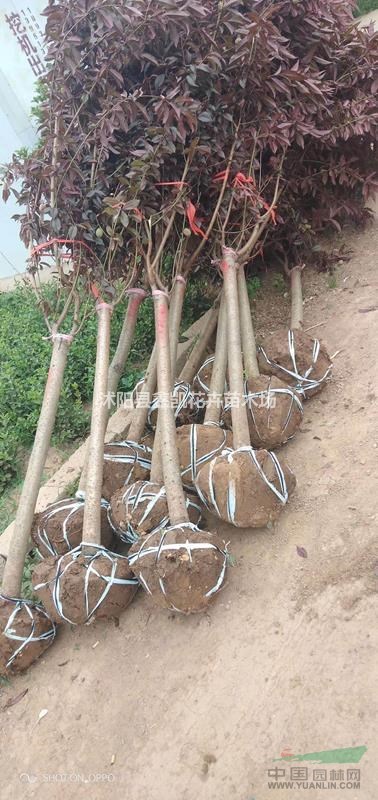 江蘇紫葉碧桃報價8公分紫葉碧桃價格