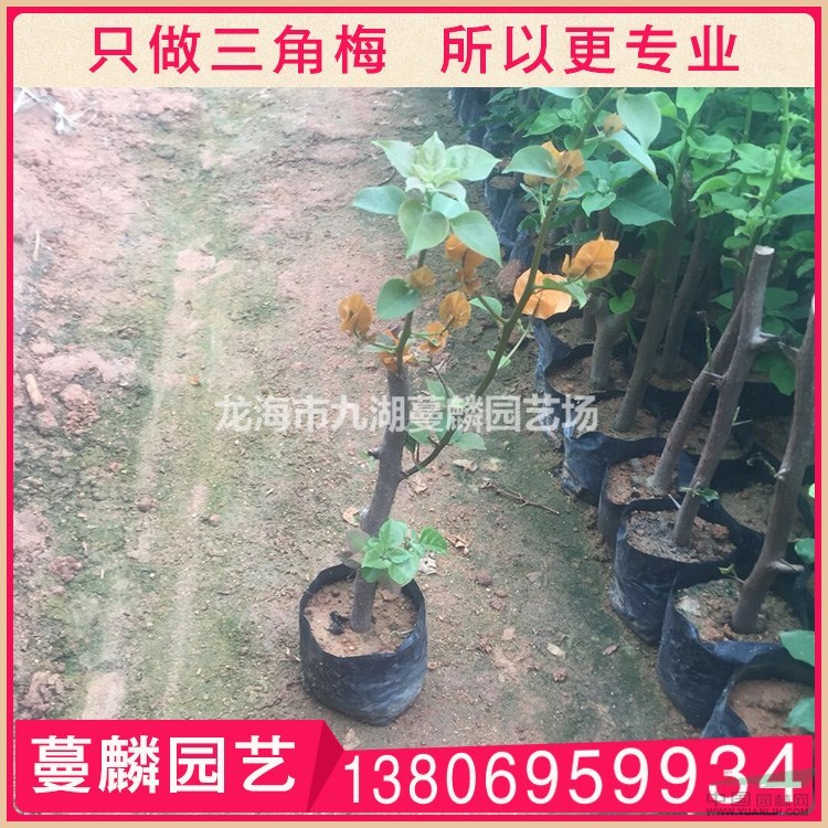 三角梅種苗