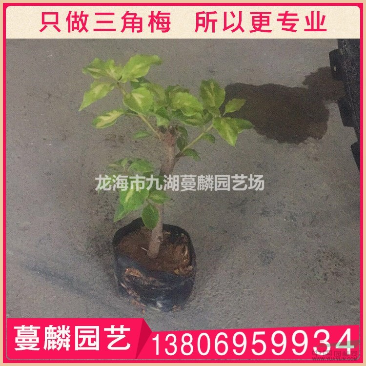 三角梅種苗