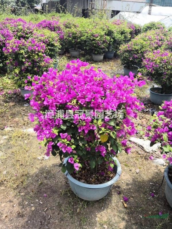 寶巾花 葉子花 南美紫茉莉 葉子梅 紙花 勒杜鵑 三角三角梅