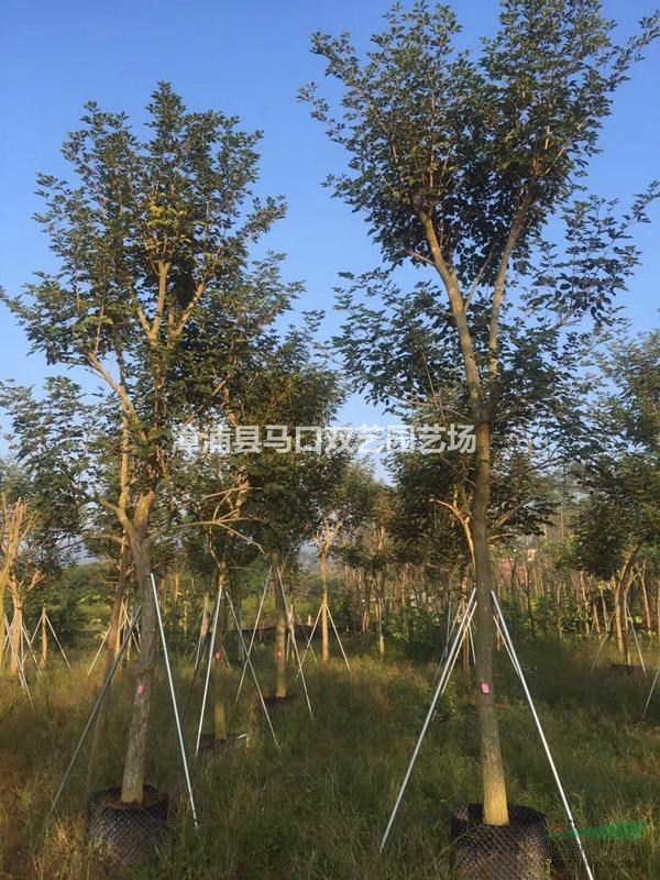 黃花風(fēng)鈴木12公分 多花