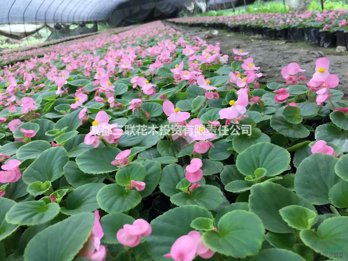 四季海棠 花壇 花境植物  價廉物美