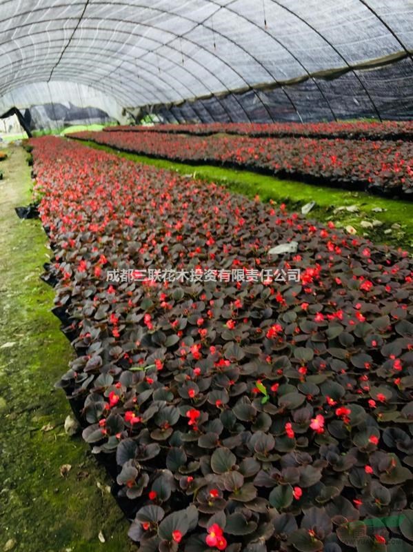 四季海棠 花壇 花境植物  價廉物美