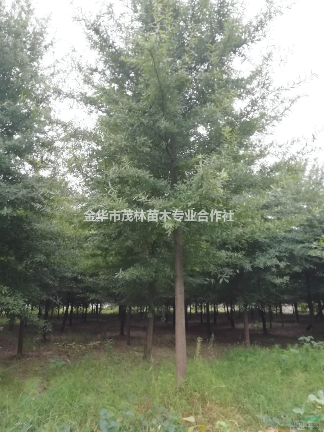 金华茂林大量供应柳叶栎1到25公分