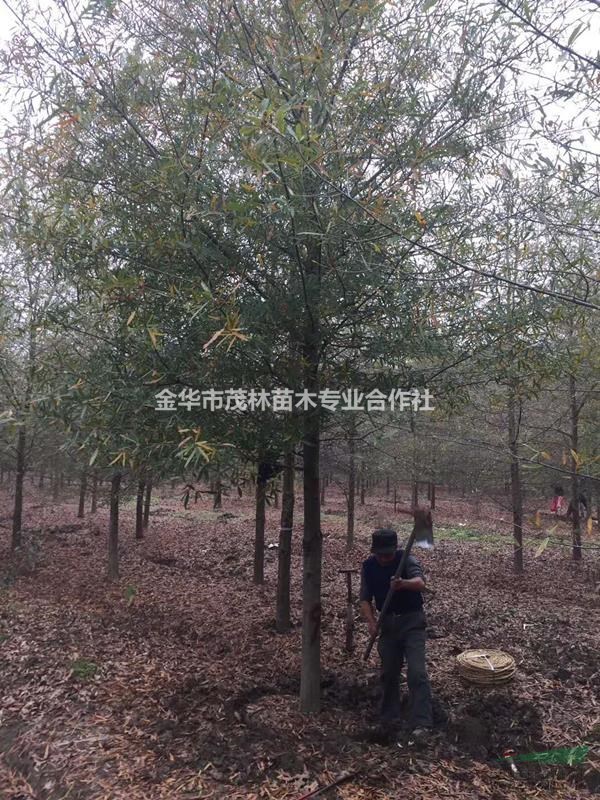 金华茂林大量供应柳叶栎1到25公分