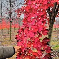 金華茂林供應(yīng)美國紅楓《十月光輝紅冠王紅福》