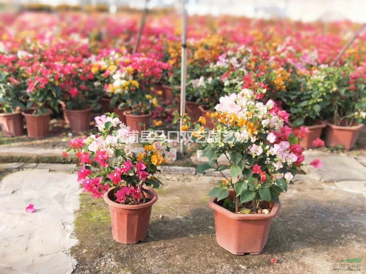 多彩三角梅50高度，價(jià)格40元