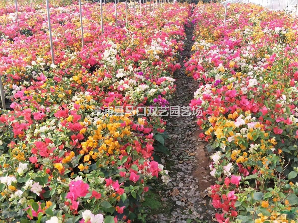 多彩三角梅50高度，價(jià)格40元