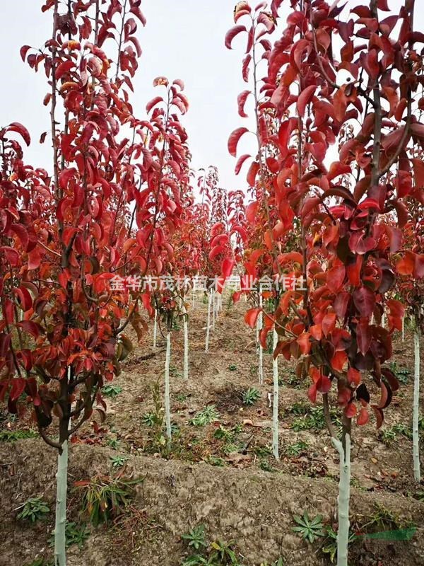 金華茂林大量1到10彩葉豆梨樹供應(yīng)