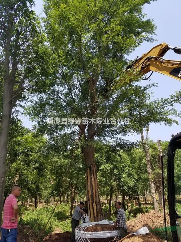 起树52Cm榔榆发往襄阳市南漳县湿地公园